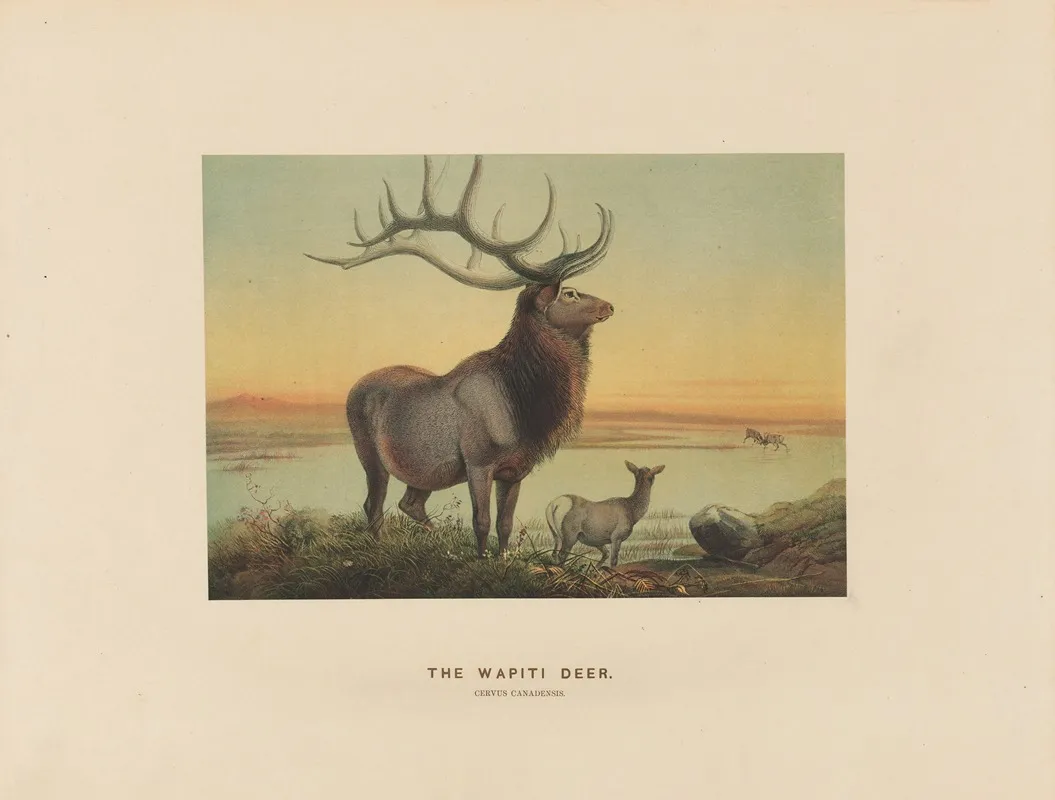 The Wapiti Deer 2 Wall Art by Joseph Wolf - High-Resolution Digital Print