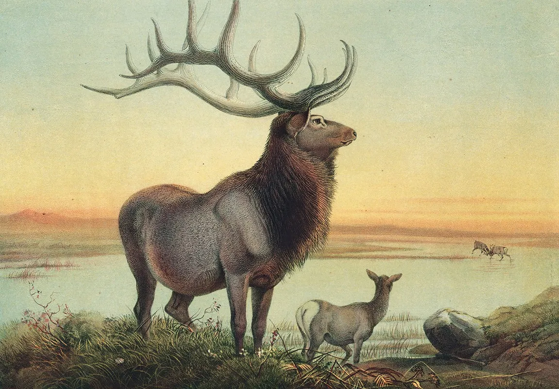 The Wapiti Deer Wall Art by Joseph Wolf - High-Resolution Digital Print