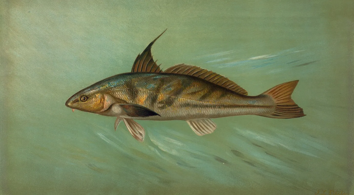 The Weakfish Or Squeteague Cynoscion Regale Wall Art by John L. Petrie - High-Resolution Digital Print