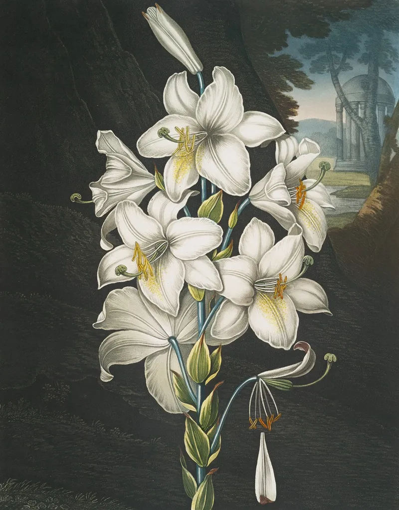 The White Lily With Varigated Leaves 2 Wall Art by Robert John Thornton - High-Resolution Digital Print