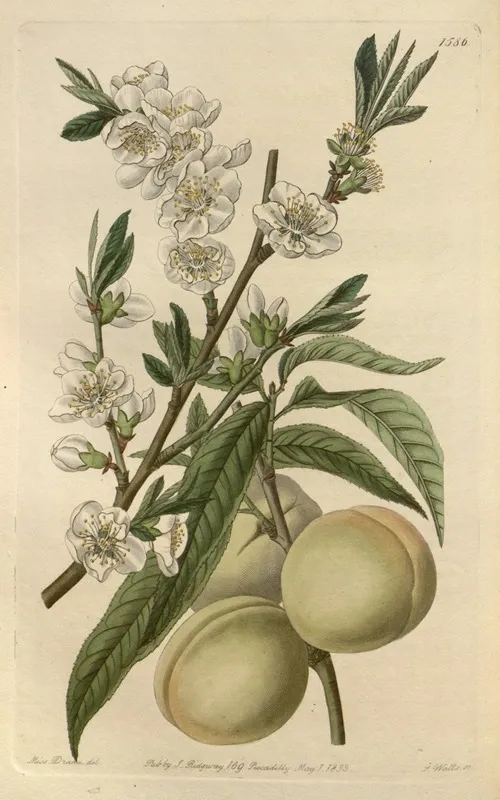 The White Peach Wall Art by Sydenham Edwards - High-Resolution Digital Print