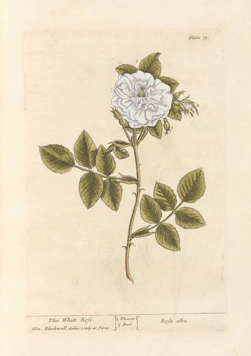 The White Rose Wall Art by Elizabeth Blackwell - High-Resolution Digital Print