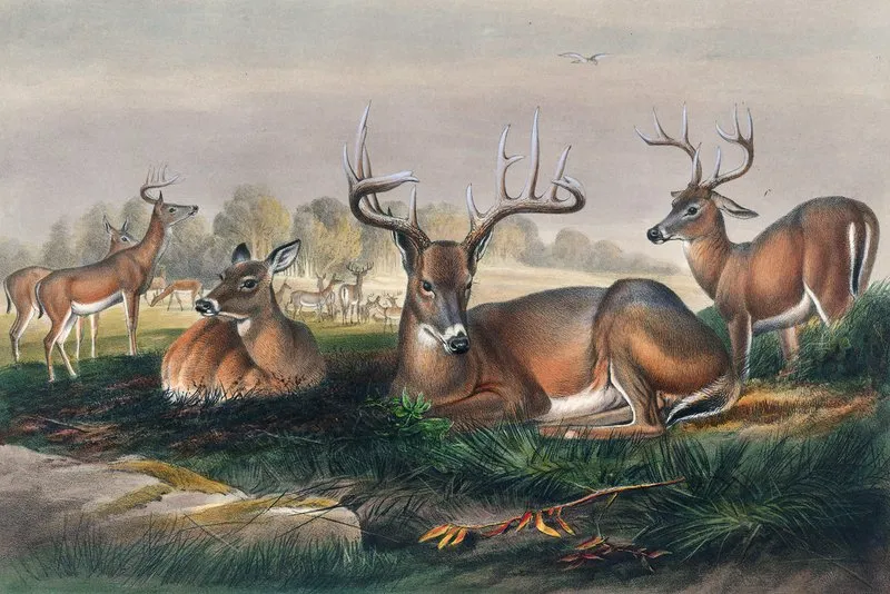 The White Tailed Deer Wall Art by Joseph Wolf - High-Resolution Digital Print