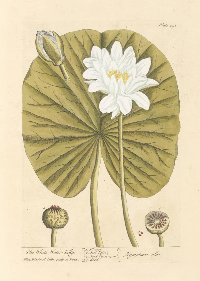 The White Water Lilly Wall Art by Elizabeth Blackwell - High-Resolution Digital Print