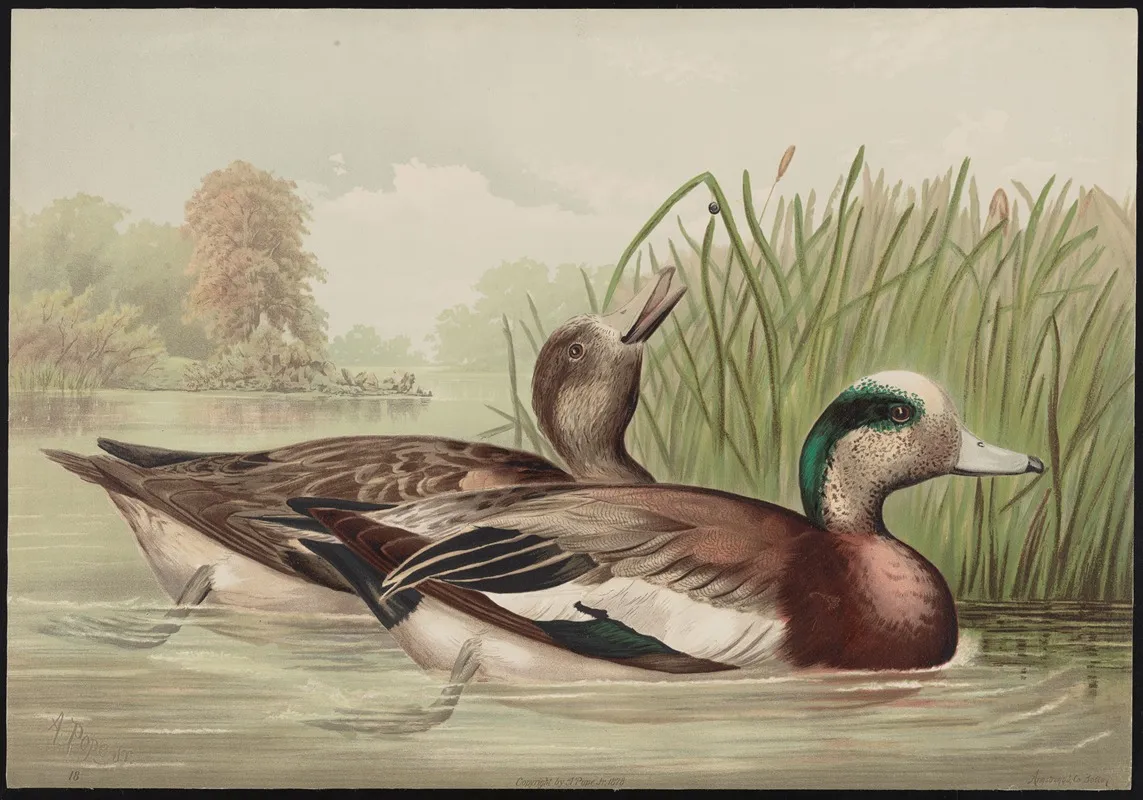 The Widgeon Mareca Americana Wall Art by Alexander Pope Jr. - High-Resolution Digital Print