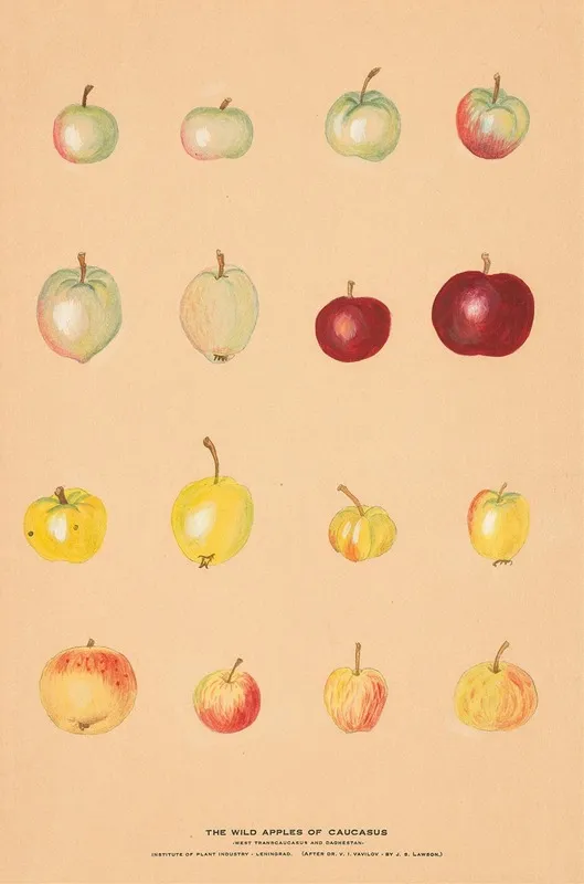 The Wild Apples Of Caucasus Wall Art by Nikolai Ivanovich Vavilov - High-Resolution Digital Print