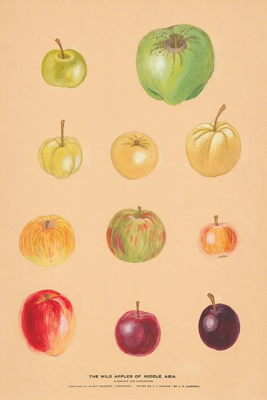 The Wild Apples Of Middle Asia 2 Wall Art by Nikolai Ivanovich Vavilov - High-Resolution Digital Print