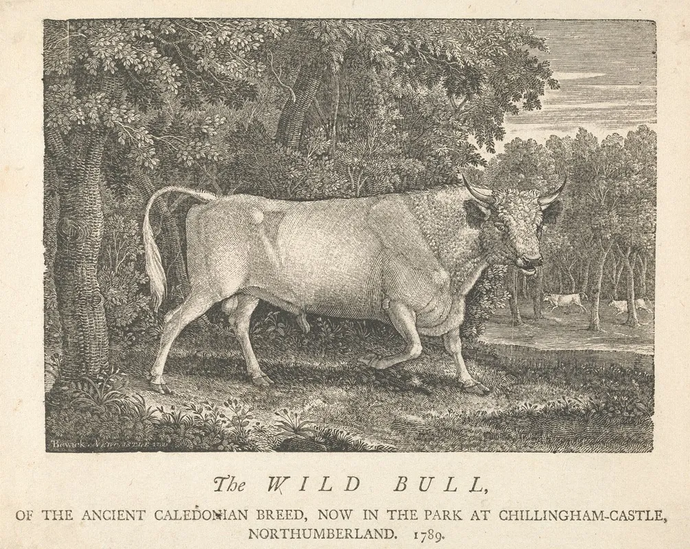 The Wild Bull Of The Ancient Caledonian Breed Now In The Park At Chillingham Castle Northumberland Wall Art by Thomas Bewick - High-Resolution Digital Print
