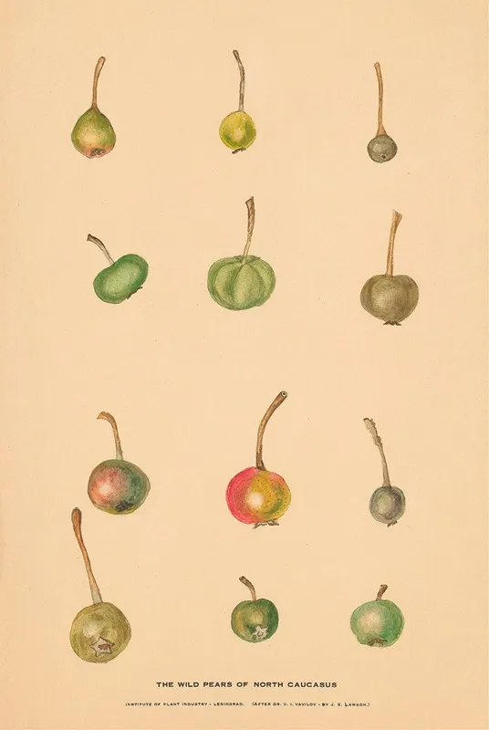 The Wild Pears Of North Caucasus 2 Wall Art by Nikolai Ivanovich Vavilov - High-Resolution Digital Print