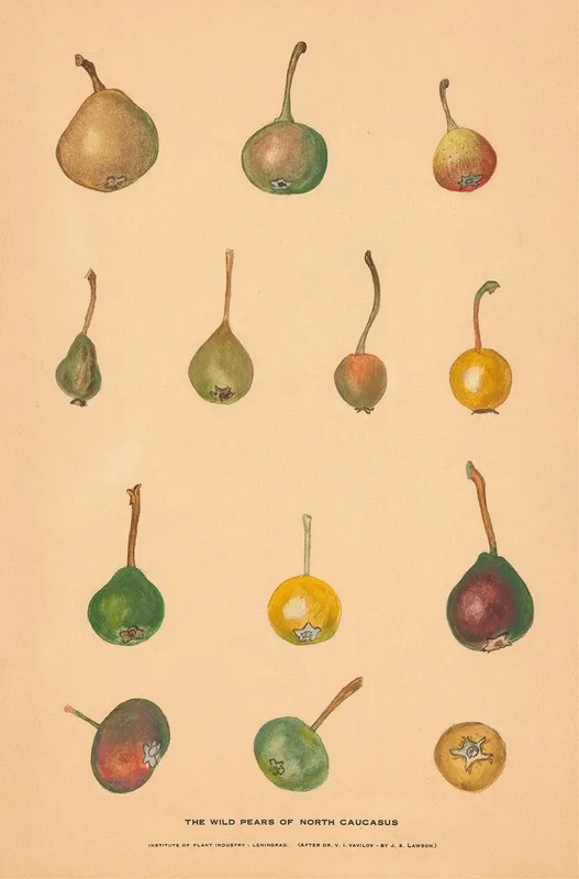 The Wild Pears Of North Caucasus Wall Art by Nikolai Ivanovich Vavilov - High-Resolution Digital Print