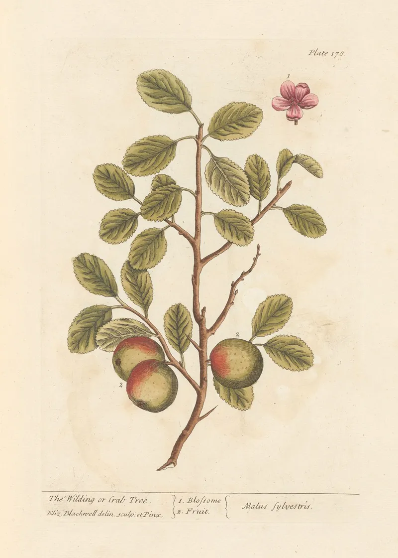The Wilding Or Crab Tree Wall Art by Elizabeth Blackwell - High-Resolution Digital Print
