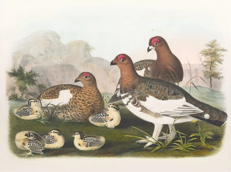 The Willow Grouse Wall Art by Daniel Giraud Elliot - High-Resolution Digital Print