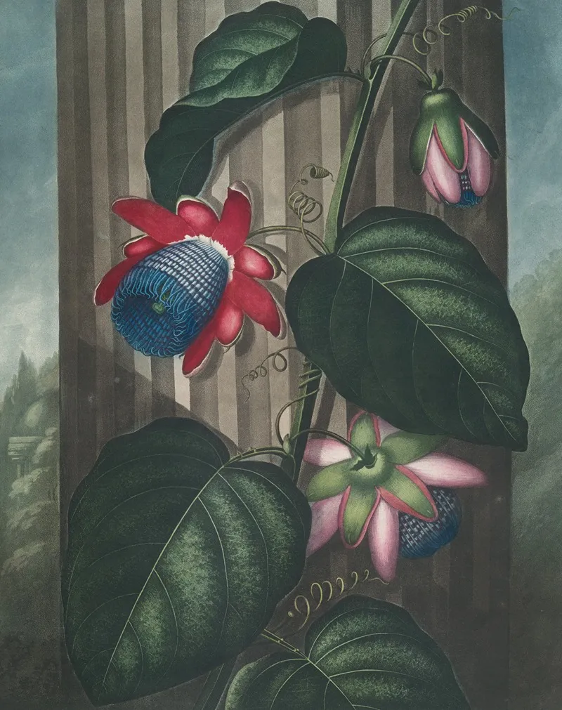 The Winged Passion Flower 2 Wall Art by Robert John Thornton - High-Resolution Digital Print