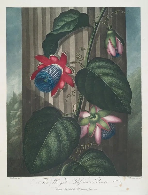 The Winged Passion Flower Wall Art by Robert John Thornton - High-Resolution Digital Print