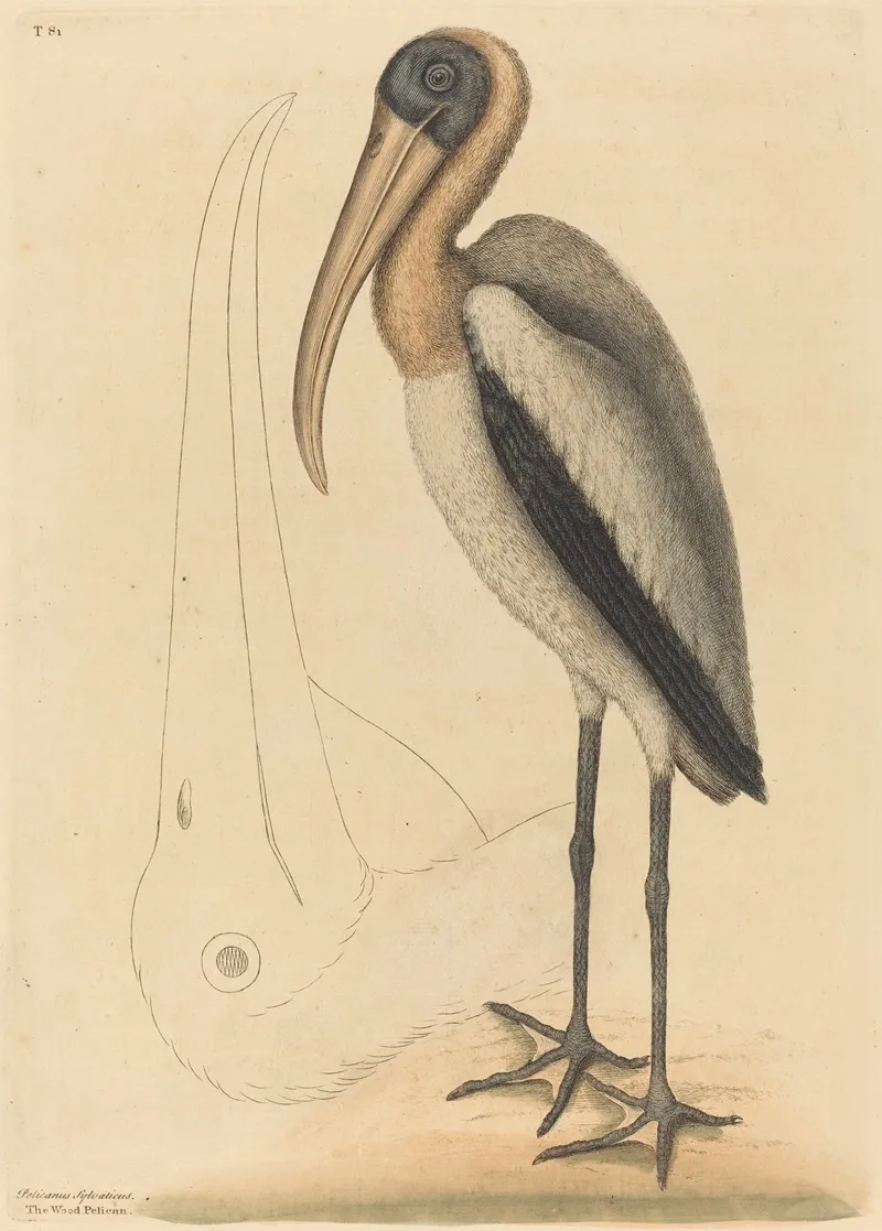 The Wood Pelican Tantalus Loculator Wall Art by Mark Catesby - High-Resolution Digital Print