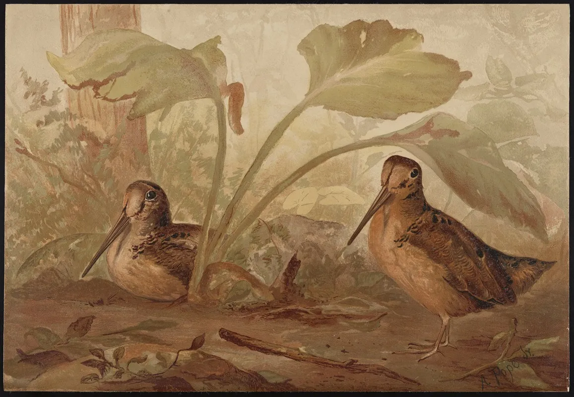 The Woodcock Philohela Minor Wall Art by Alexander Pope Jr. - High-Resolution Digital Print