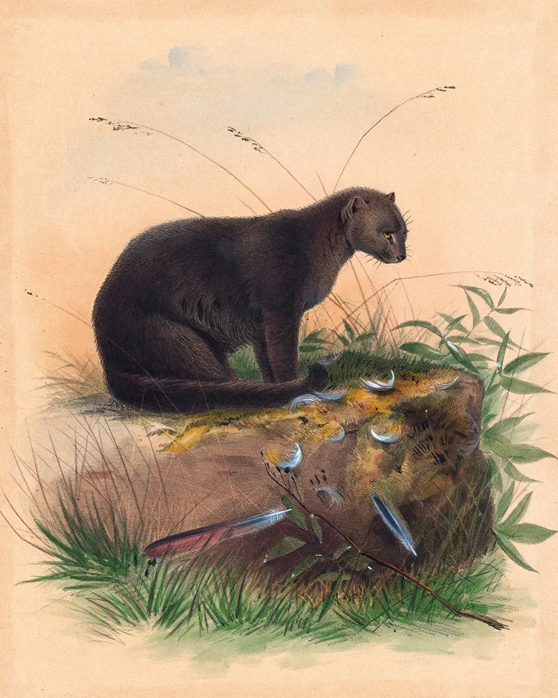 The Yaguarundi Cat Wall Art by Joseph Wolf - High-Resolution Digital Print