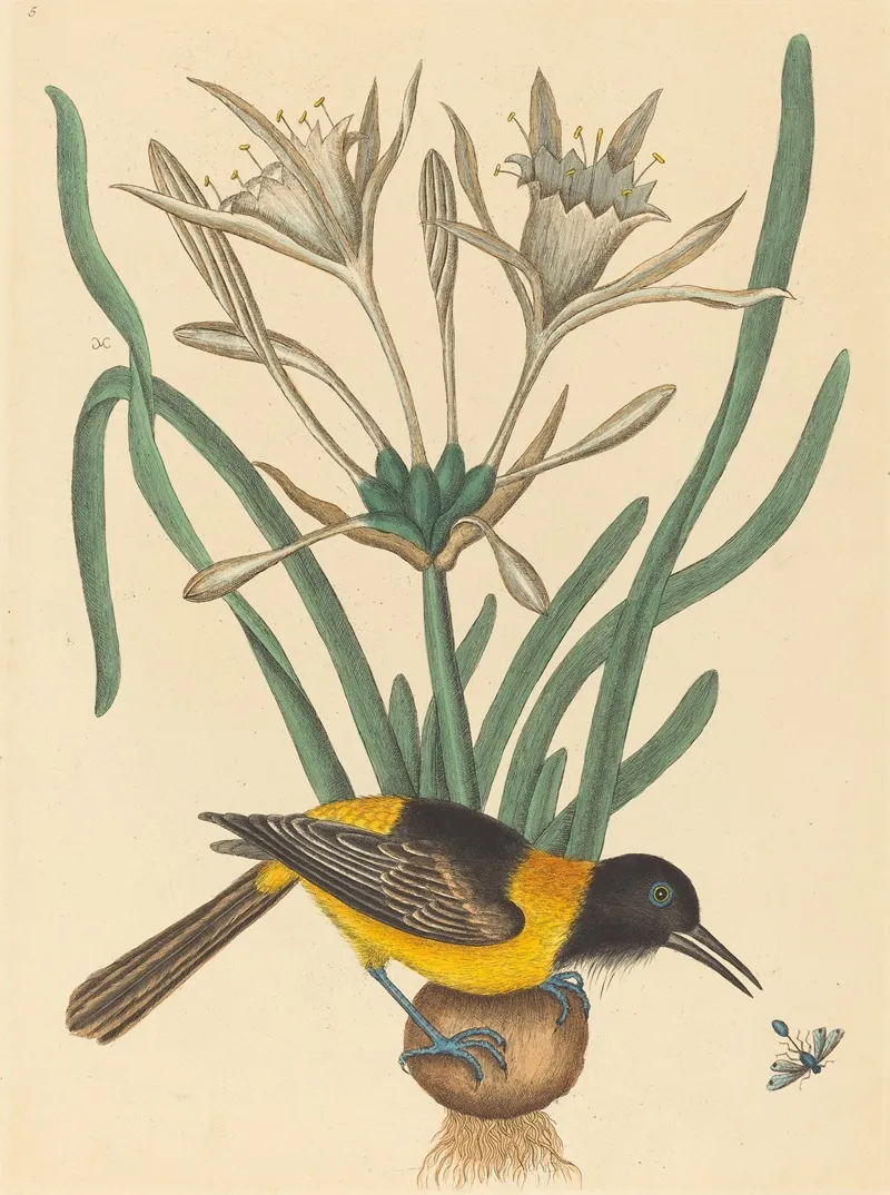 The Yellow And Black Pye Oriolus Icterus Wall Art by Mark Catesby - High-Resolution Digital Print
