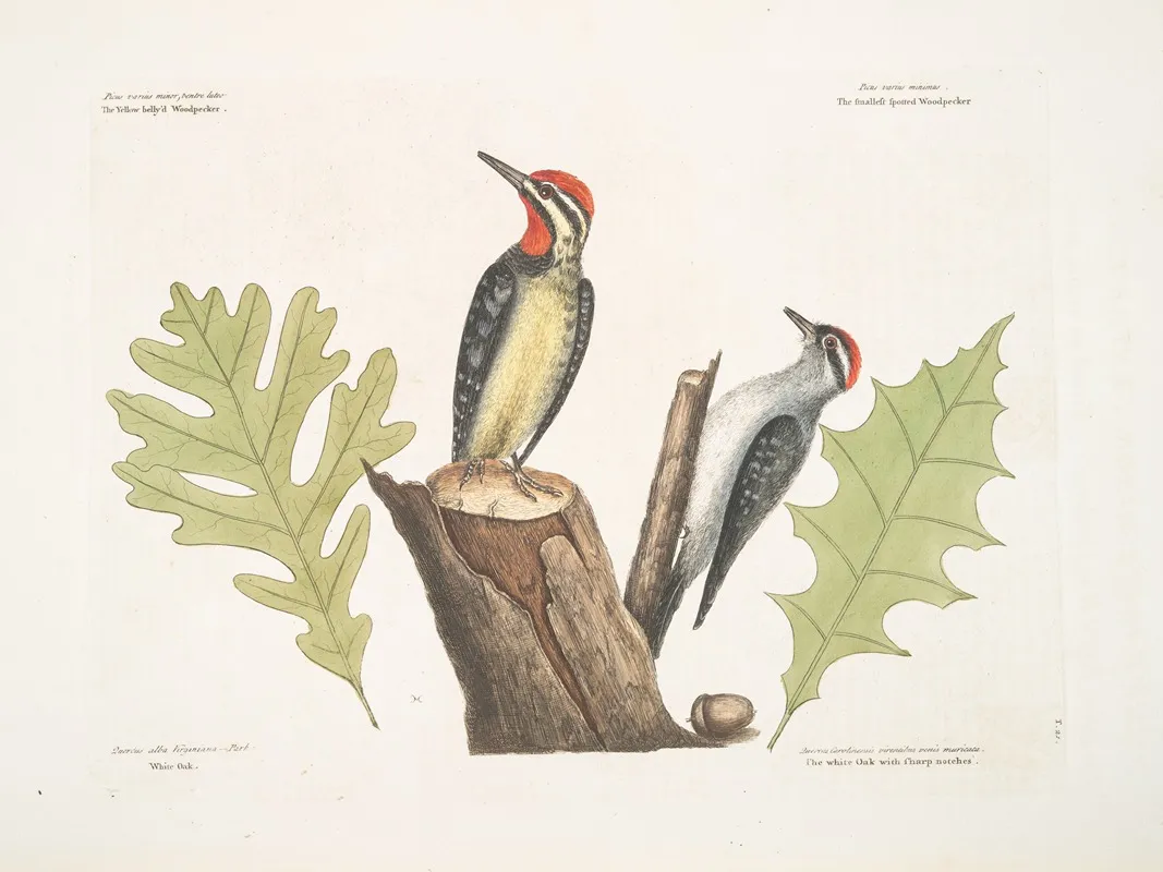 The Yellow Bellied Woodpecker The Smallest Spotted Woodpecker White Oak The White Oak With Sharp Notches Wall Art by Mark Catesby - High-Resolution Digital Print