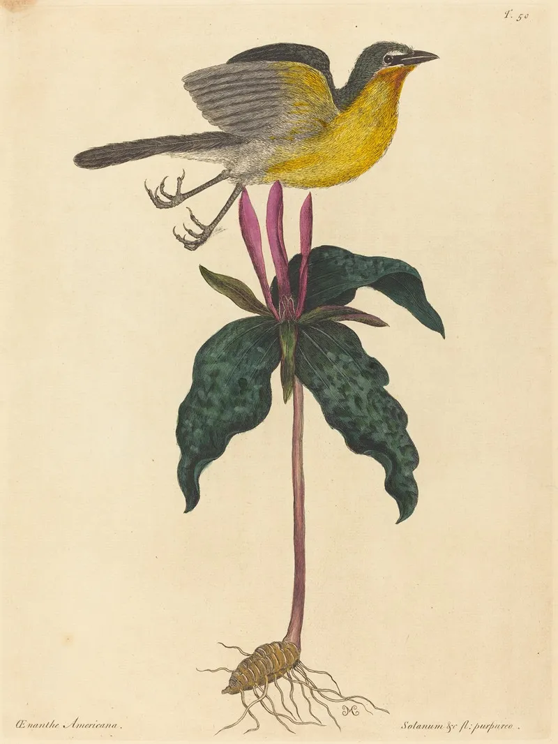 The Yellow Breasted Chat Wall Art by Mark Catesby - High-Resolution Digital Print