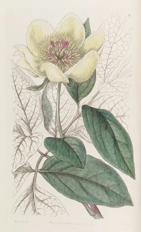 The Yellow Paeony Wall Art by Sydenham Edwards - High-Resolution Digital Print