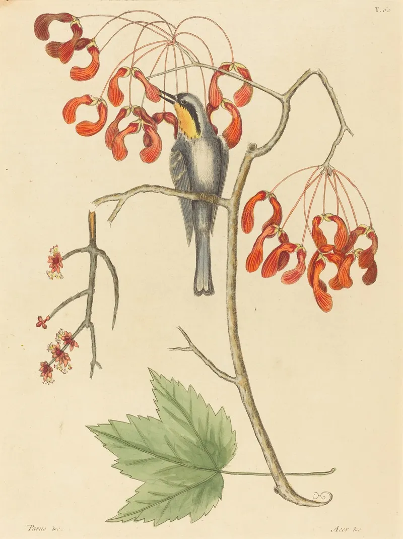 The Yellow Throated Creeper Wall Art by Mark Catesby - High-Resolution Digital Print