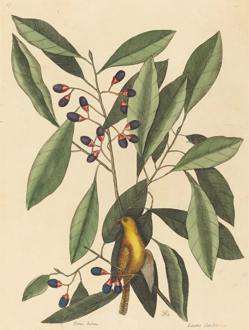 The Yellow Titmouse Wall Art by Mark Catesby - High-Resolution Digital Print