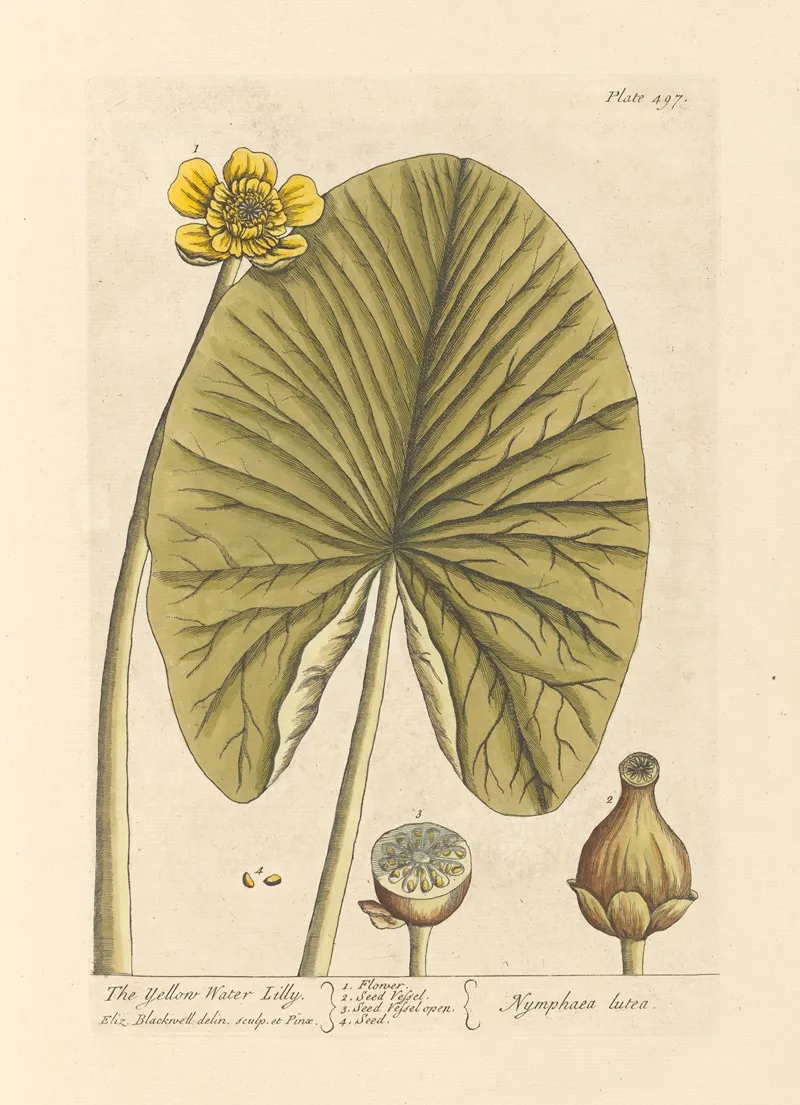The Yellow Water Lilly Wall Art by Elizabeth Blackwell - High-Resolution Digital Print
