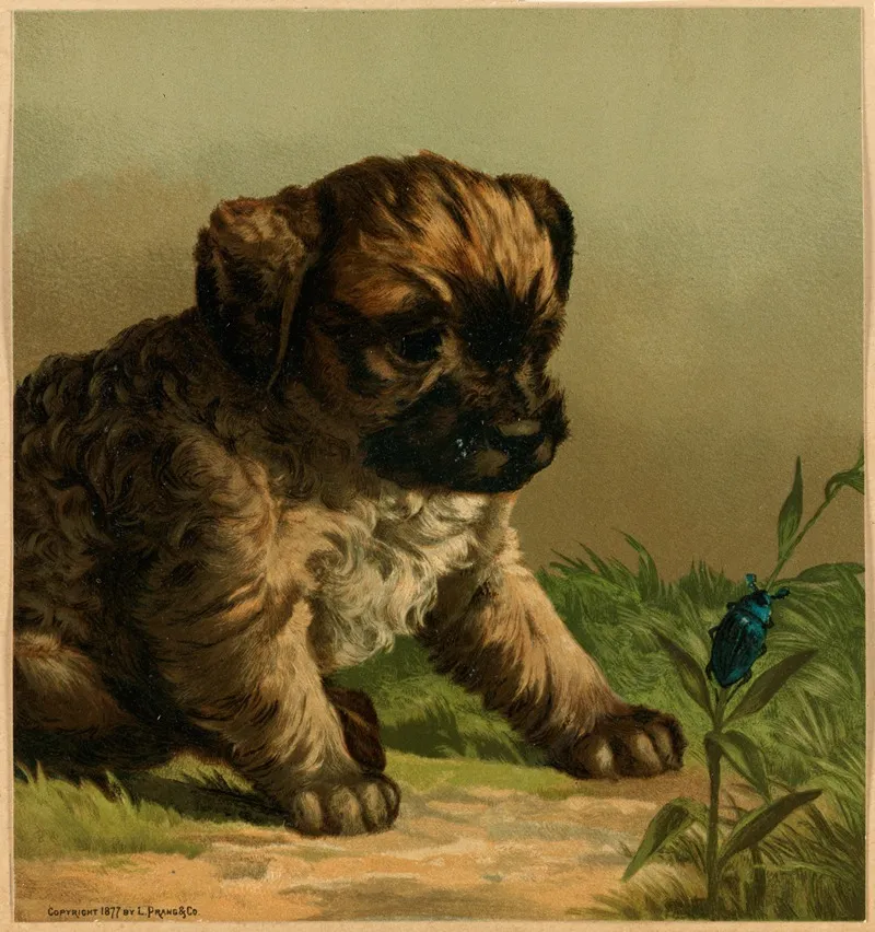 The Young Naturalist Wall Art by Harry Beard - High-Resolution Digital Print