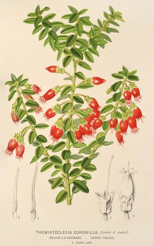 Themistoclesia Coronilla Wall Art by Charles Antoine Lemaire - High-Resolution Digital Print