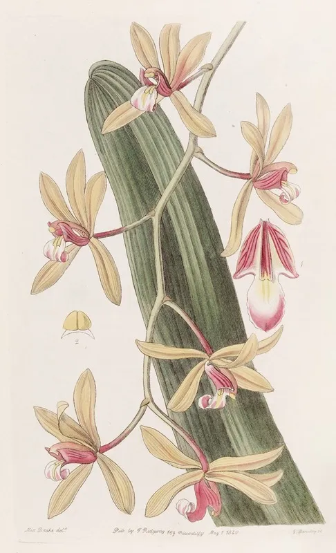 Thick Leaved Cymbidium Wall Art by Sydenham Edwards - High-Resolution Digital Print