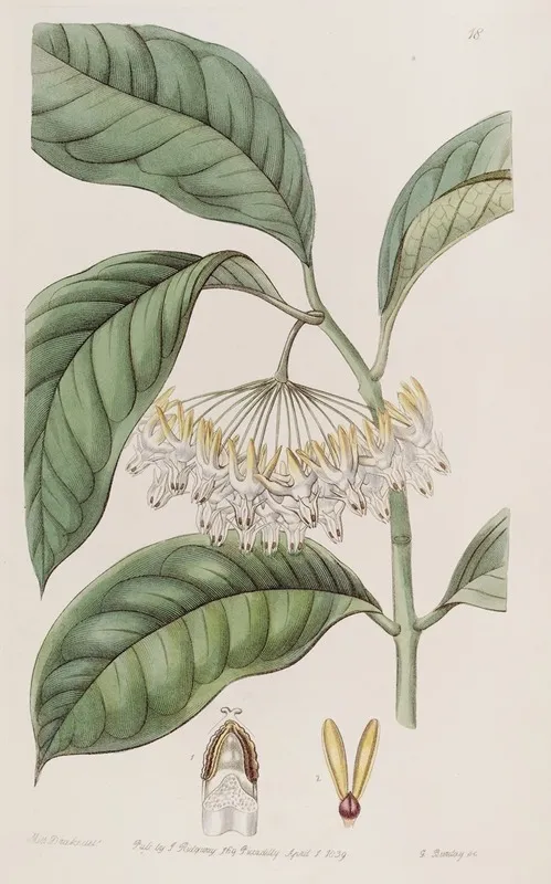 Thick Leaved Hoya Wall Art by Sydenham Edwards - High-Resolution Digital Print