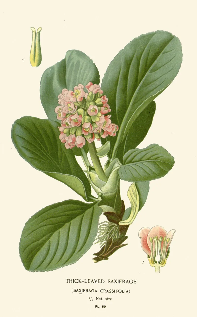 Thick Leaved Saxifrage Wall Art by Edward Step - High-Resolution Digital Print