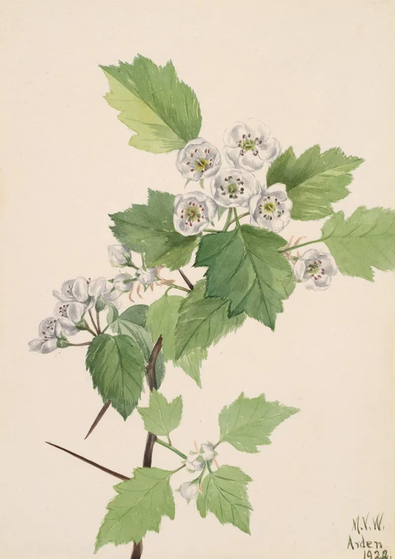 Thicket Hawthorn Crataegus Coccinea