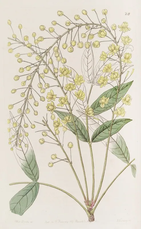 Thin Ash Leaved Berberry Wall Art by Sydenham Edwards - High-Resolution Digital Print