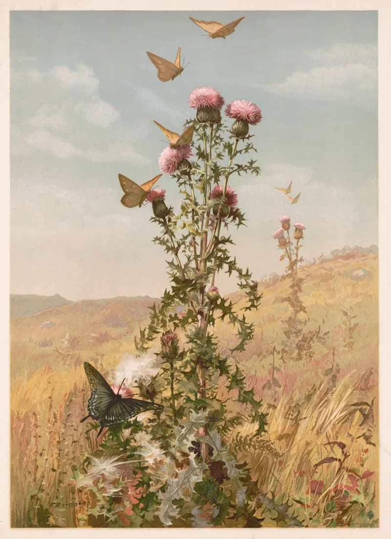 Thistle 2