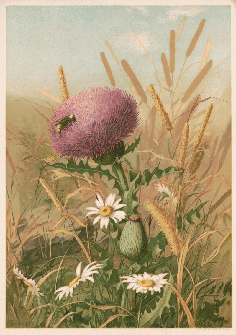 Thistle 3