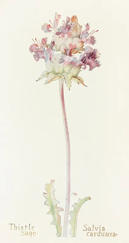 Thistle Sage Wall Art by Margaret Armstrong - High-Resolution Digital Print
