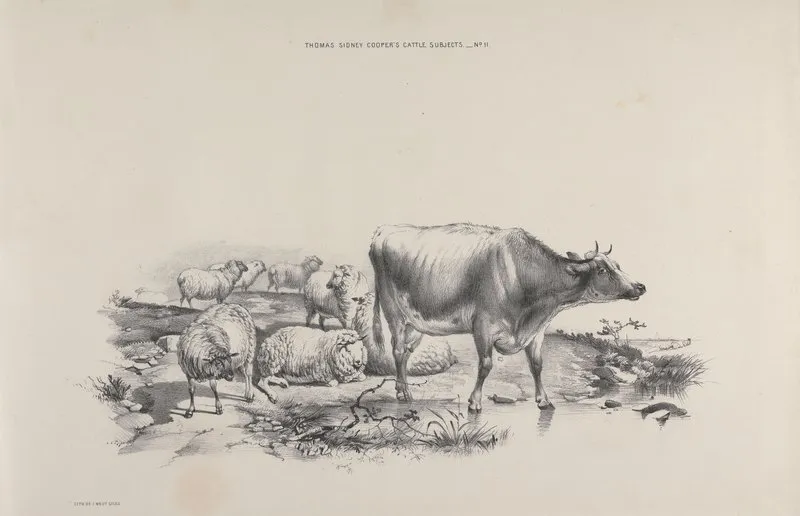 Thomas Sydney Coopers Cattle Subjects Pl 11