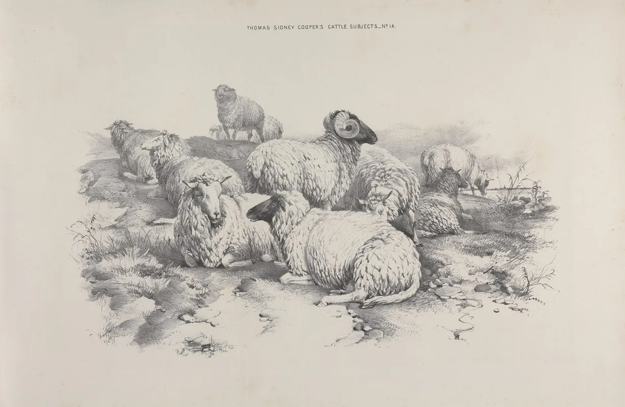 Thomas Sydney Coopers Cattle Subjects Pl 14