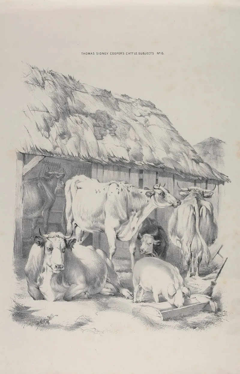 Thomas Sydney Coopers Cattle Subjects Pl 15