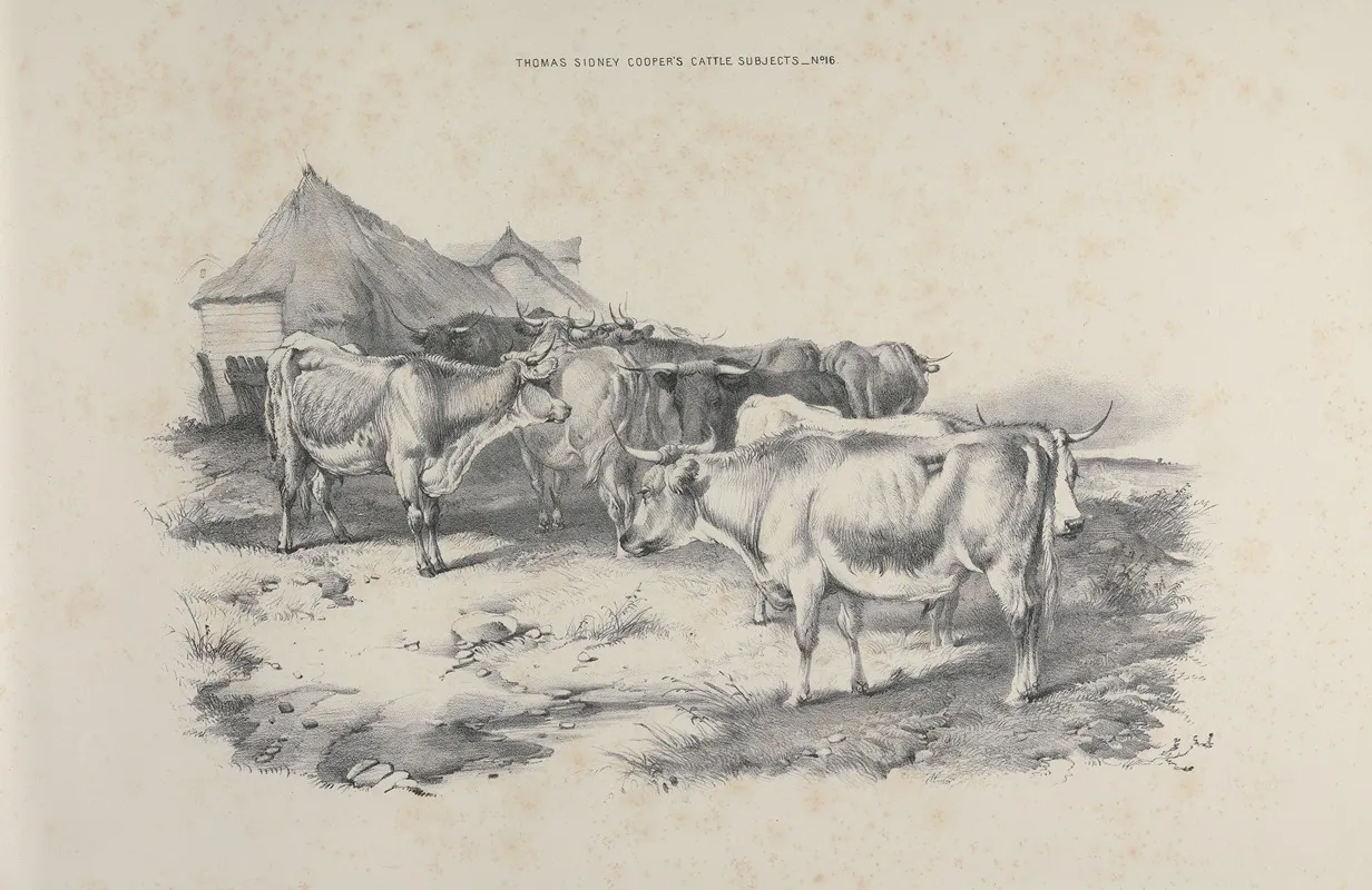 Thomas Sydney Coopers Cattle Subjects Pl 16