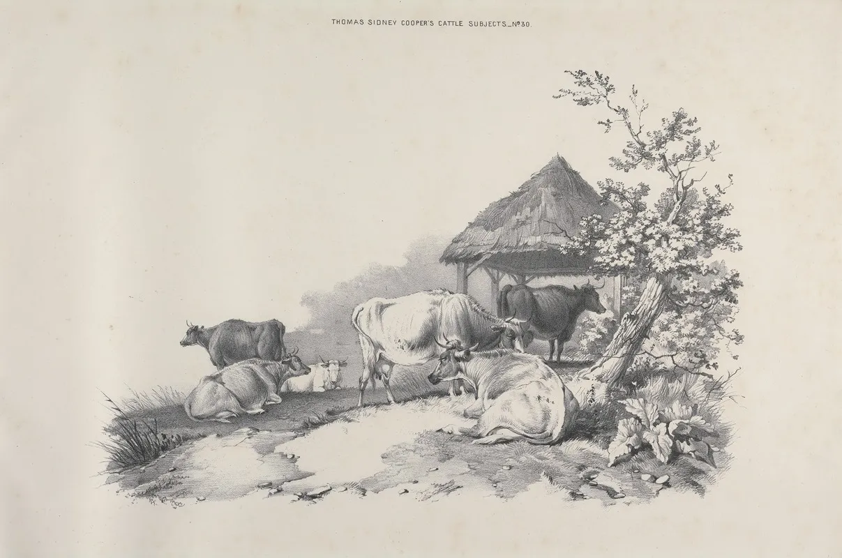 Thomas Sydney Coopers Cattle Subjects Pl 30