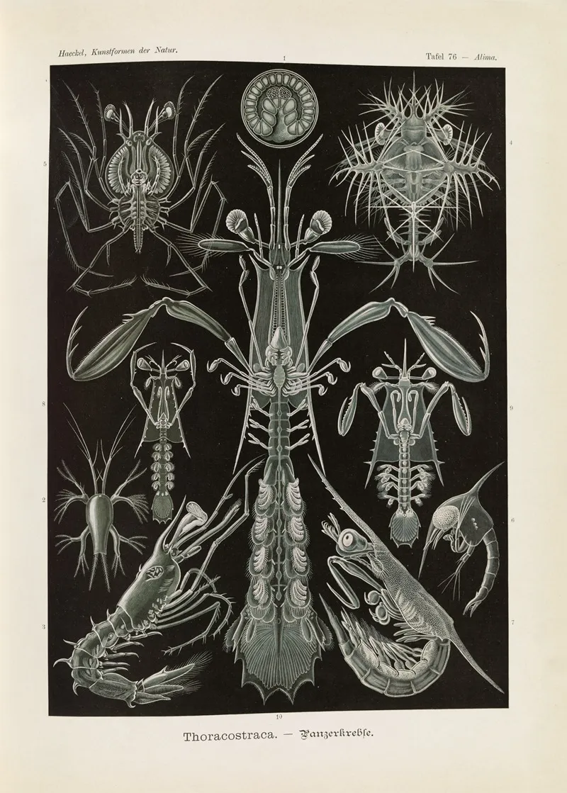 Thoracostraca Panzerkrebse Wall Art by Ernst Haeckel - High-Resolution Digital Print