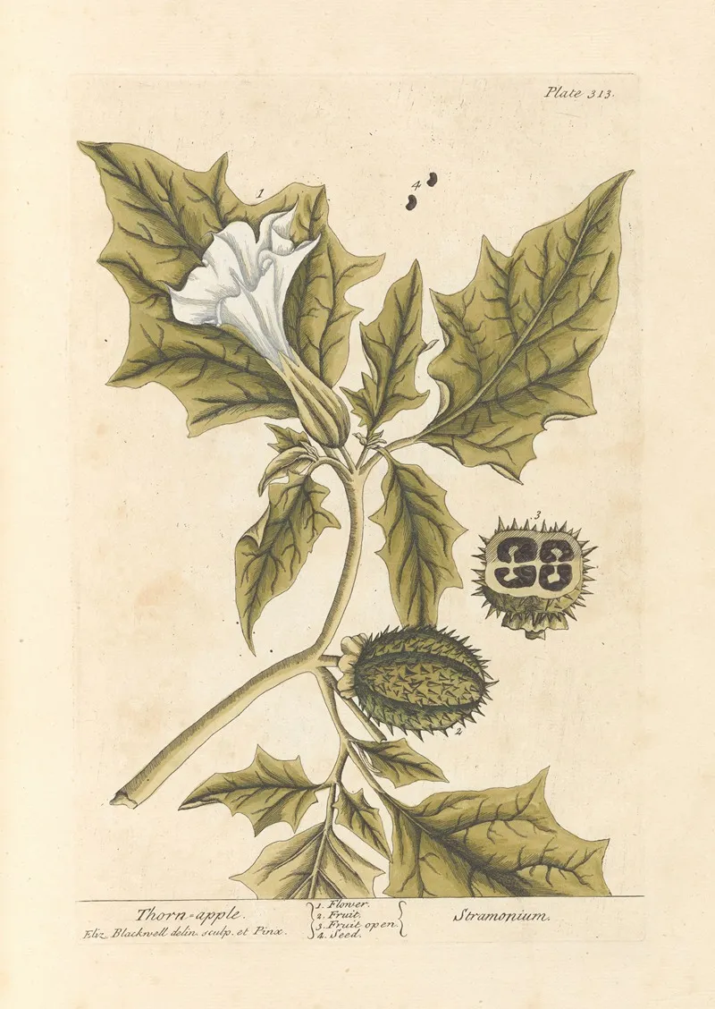 Thorn Apple Wall Art by Elizabeth Blackwell - High-Resolution Digital Print