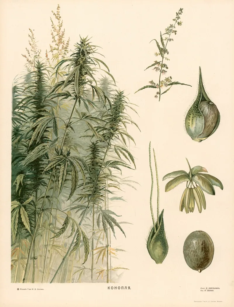 Thornapple Wall Art by T-va I. D. Sytina - High-Resolution Digital Print