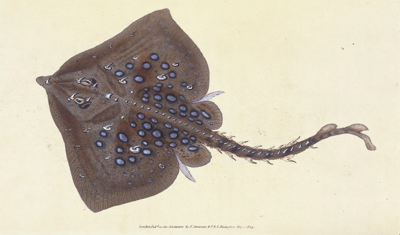 Thornback Raia Clavata Wall Art by Edward Donovan - High-Resolution Digital Print