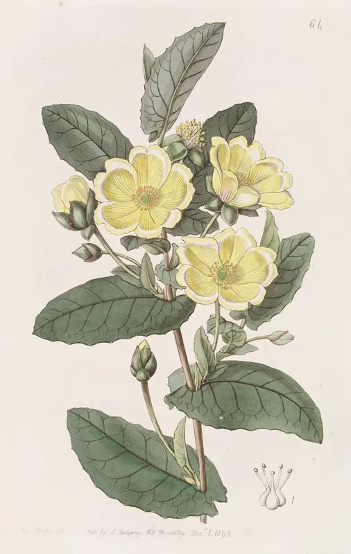 Thorough Wax Hibbertia Wall Art by Sydenham Edwards - High-Resolution Digital Print