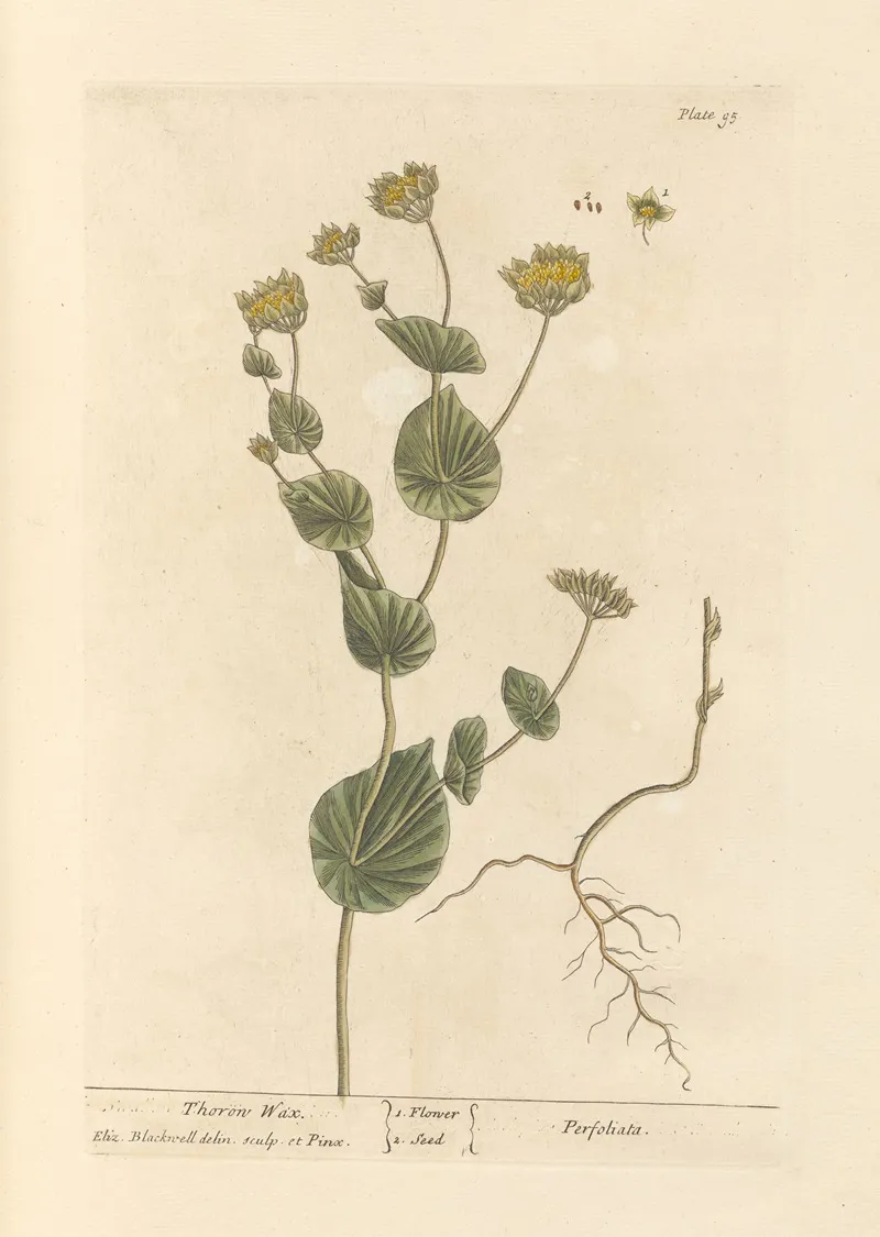 Thorow Wax Wall Art by Elizabeth Blackwell - High-Resolution Digital Print