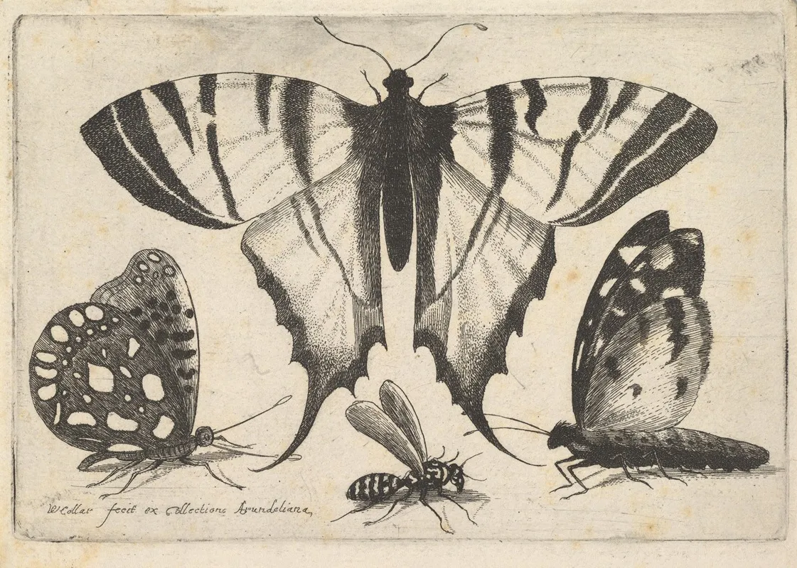 Three Butterflies And A Wasp